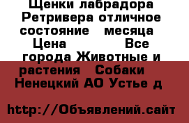 Щенки лабрадора Ретривера отличное состояние 2 месяца › Цена ­ 30 000 - Все города Животные и растения » Собаки   . Ненецкий АО,Устье д.